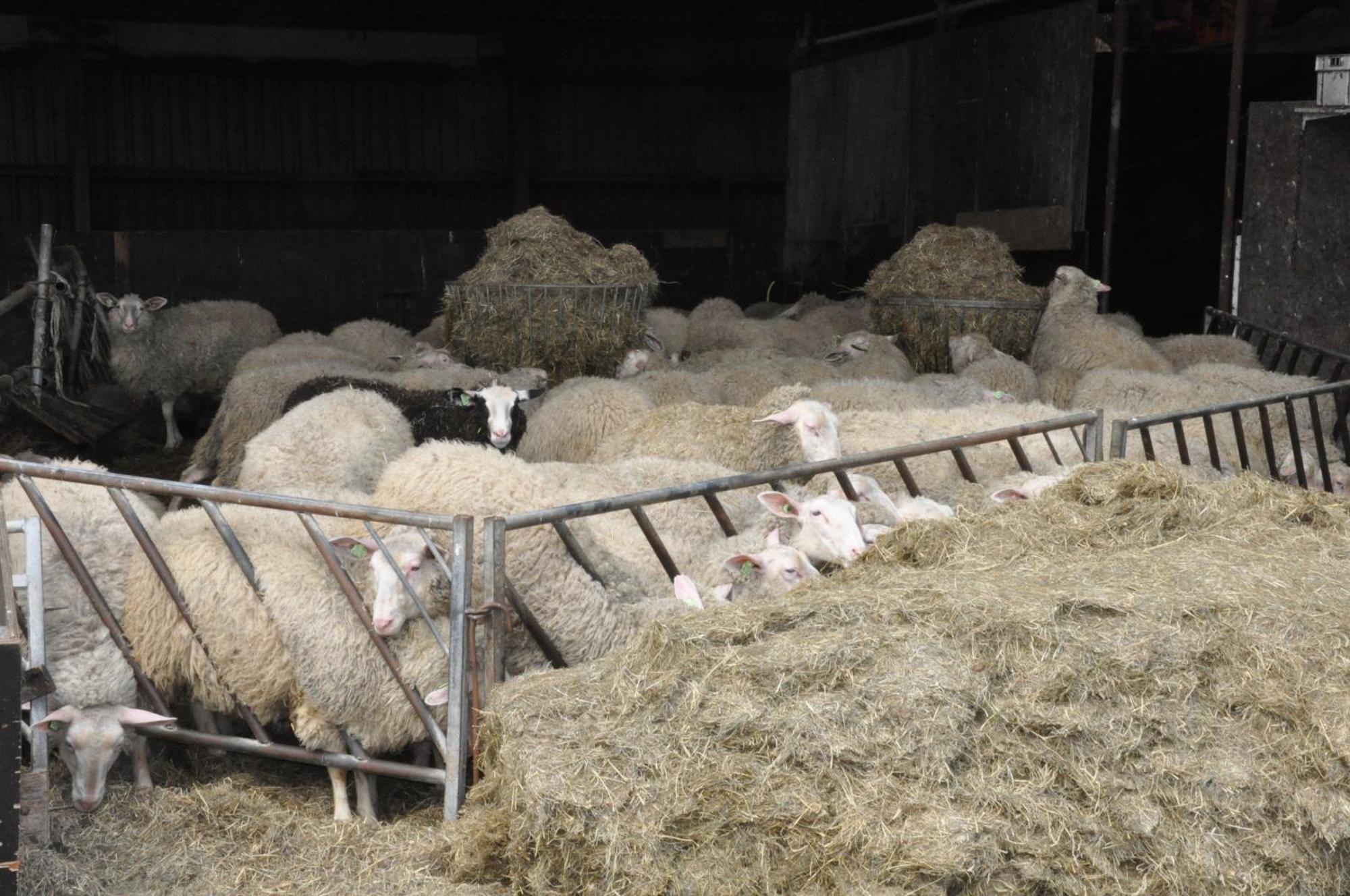 Large On Sheepfarm Bed and breakfast